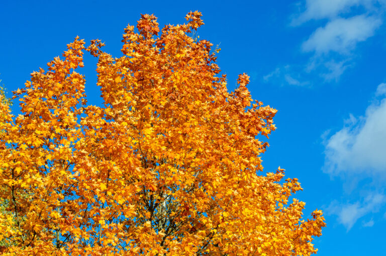 Bright orange and gold fall maple leaves against a clear blue sky, signaling cozy season for Bitterroot Valley homeowners
